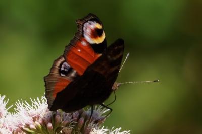 <i>Aglais io</i>