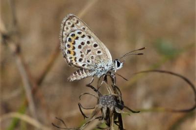 <i>Plebejus argus</i>