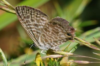 <i>Leptotes pirithous</i>