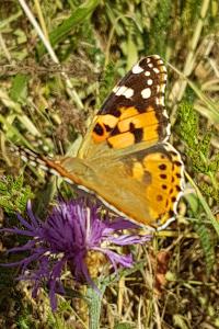 <i>Vanessa cardui</i>