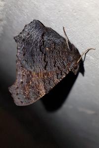 <i>Aglais io</i>