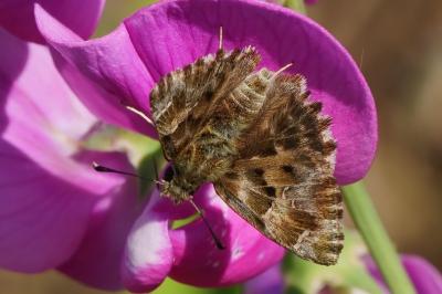 <i>Carcharodus alceae</i>