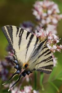 <i>Iphiclides podalirius</i>