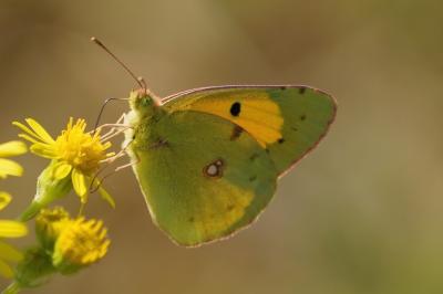 <i>Colias crocea</i>