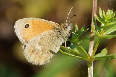 <i>Coenonympha pamphilus</i>