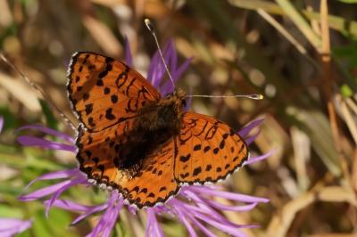 <i>Melitaea didyma</i>