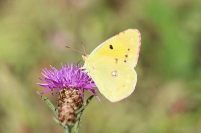 <i>Colias crocea</i>