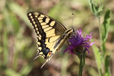 <i>Papilio machaon</i>