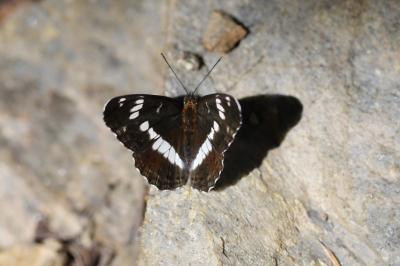 <i>Limenitis camilla</i>