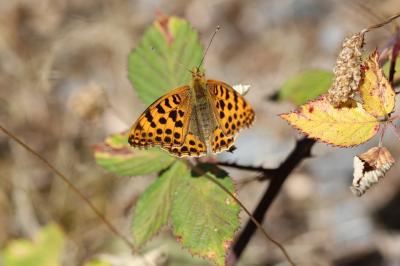 <i>Issoria lathonia</i>