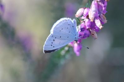 <i>Celastrina argiolus</i>
