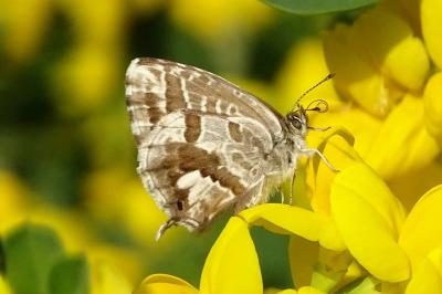 <i>Cacyreus marshalli</i>