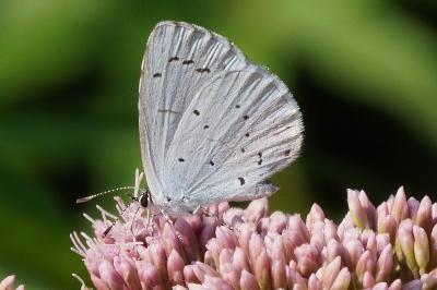 <i>Celastrina argiolus</i>