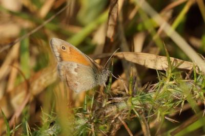 <i>Coenonympha pamphilus</i>