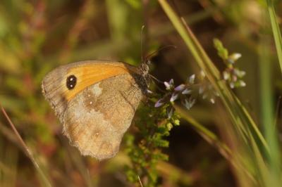 <i>Pyronia tithonus</i>