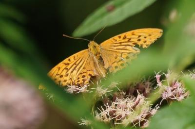 <i>Argynnis paphia</i>