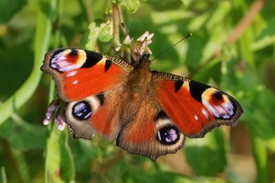 <i>Aglais io</i>