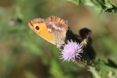 <i>Pyronia tithonus</i>