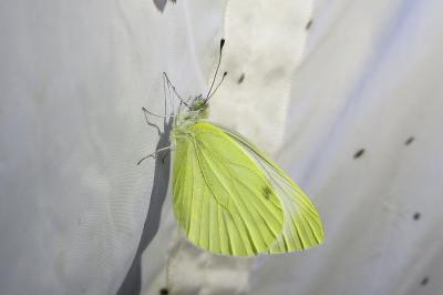 <i>Pieris napi</i>