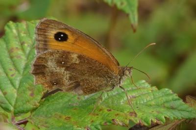 <i>Pyronia tithonus</i>