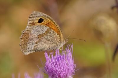 <i>Maniola jurtina</i>
