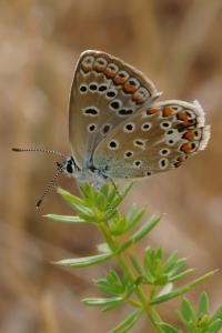 <i>Polyommatus icarus</i>