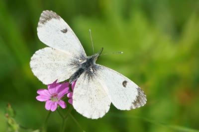 <i>Anthocharis cardamines</i>