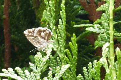 <i>Cacyreus marshalli</i>