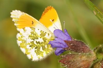 <i>Anthocharis cardamines</i>