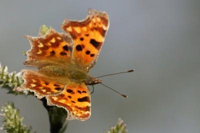 Polygonia c-album