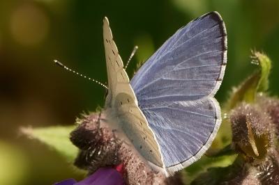 <i>Celastrina argiolus</i>