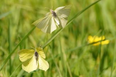 <i>Gonepteryx rhamni</i>