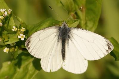 <i>Pieris napi</i>