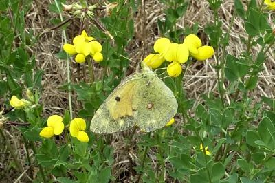<i>Colias crocea</i>