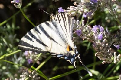<i>Iphiclides podalirius</i>