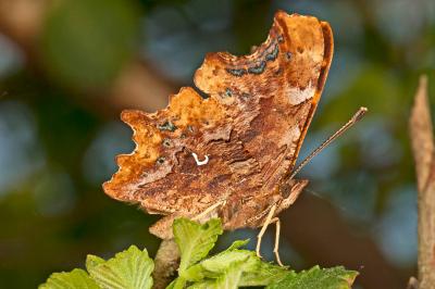 <i>Polygonia c-album</i>