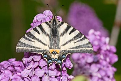 <i>Iphiclides podalirius</i>