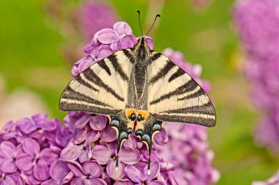 <i>Iphiclides podalirius</i>