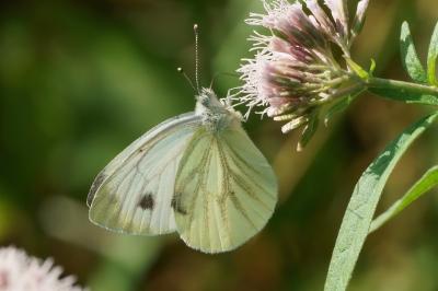 <i>Pieris napi</i>