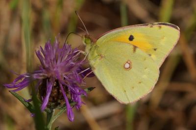 <i>Colias crocea</i>