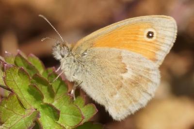 <i>Coenonympha pamphilus</i>