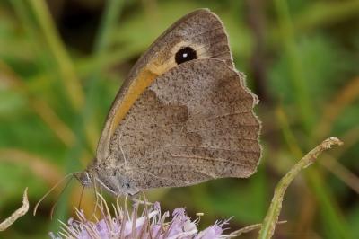 <i>Maniola jurtina</i>