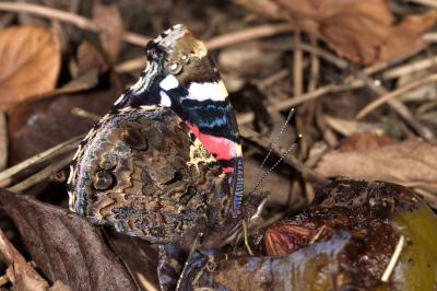 <i>Vanessa atalanta</i>