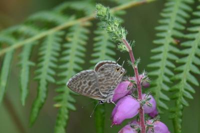 <i>Leptotes pirithous</i>