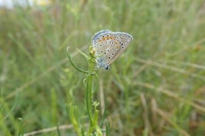 <i>Polyommatus icarus</i>