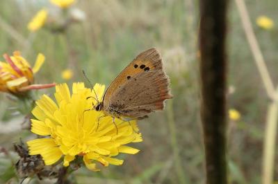 <i>Lycaena phlaeas</i>