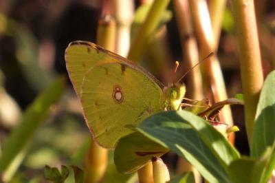 <i>Colias crocea</i>