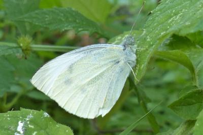 <i>Pieris rapae</i>