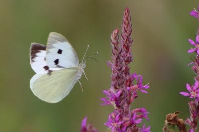 <i>Pieris brassicae</i>