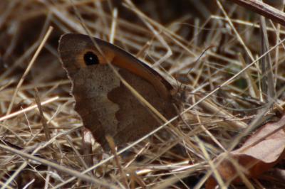 <i>Maniola jurtina</i>